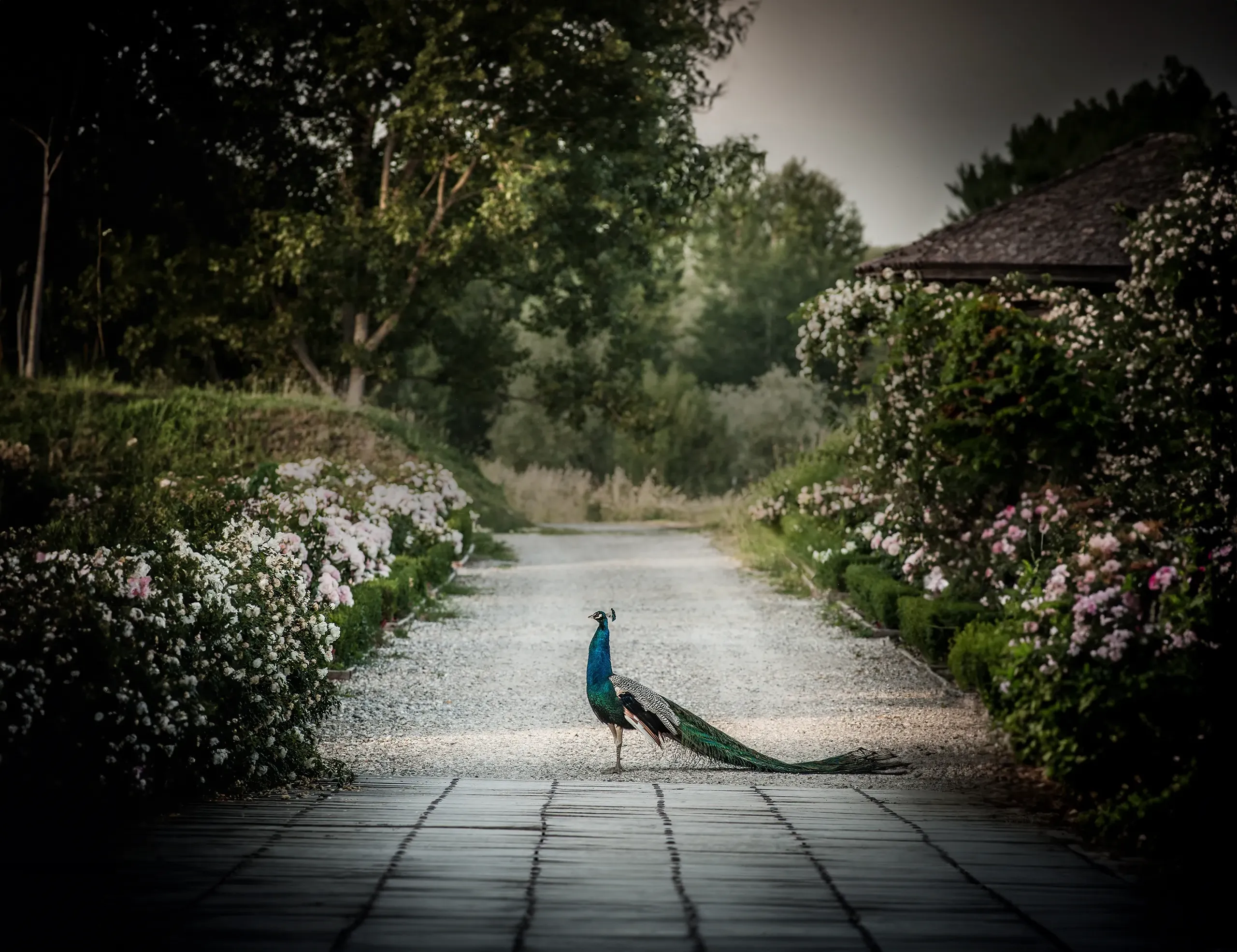 House & Heritage Peacock in a grand garden